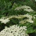 Sambucus nigra fleur